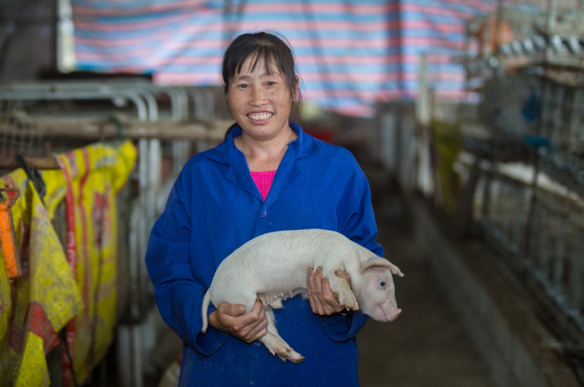 A women holding a breeding piglet in her arms