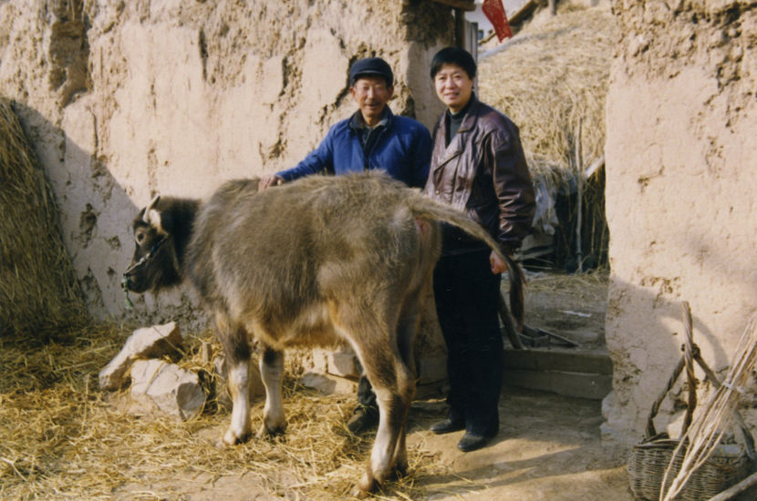 Mr. Qiu with local farmer and his cow in 1992