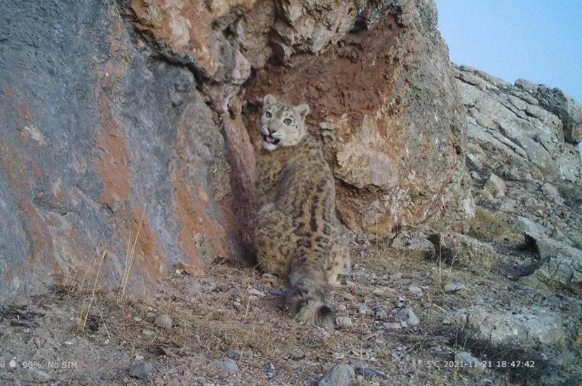 Snow leopard pictured by a photo trap camera in the mountains